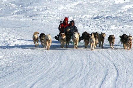 Beppe - muta di cani da slitta